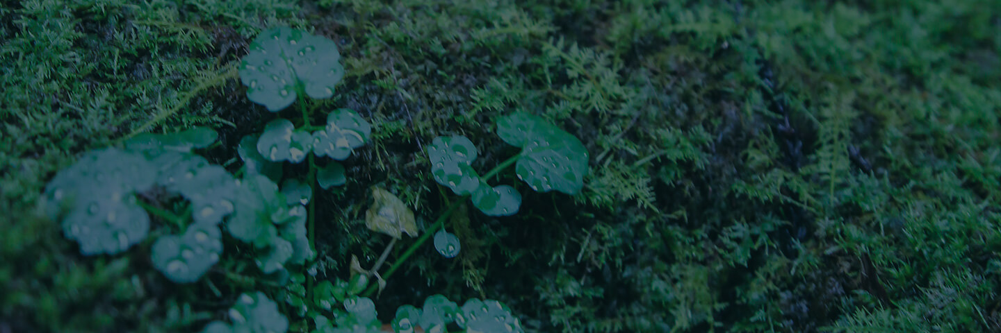 Forest Therapy Tours