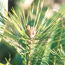 red pine