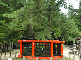 Sanko no Matsu (Trident Pine)