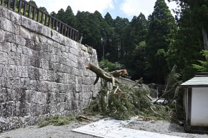 霊台倒木