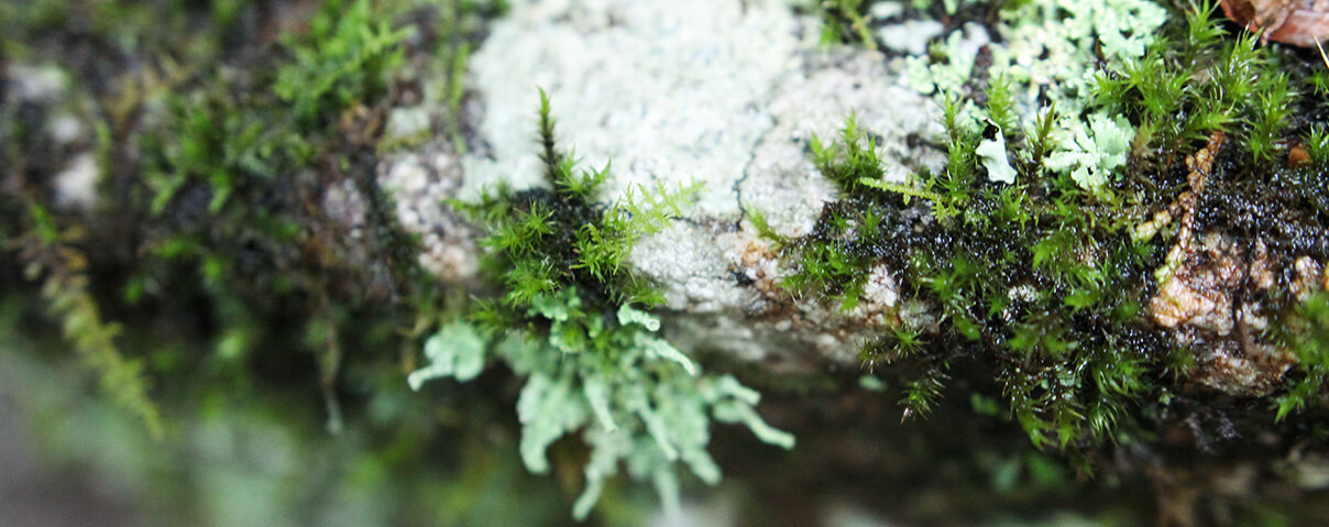 高野尋入事 「高野大師行状図」