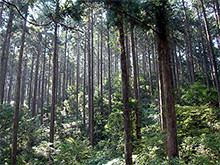 針葉樹と広葉樹が混在する森林