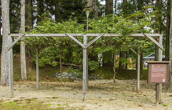 Sakasahi no Fuji (wisteria inversée)