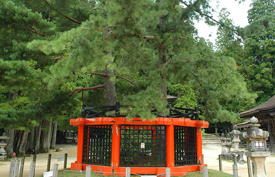 Sanko no Matsu (pin à trois branches)