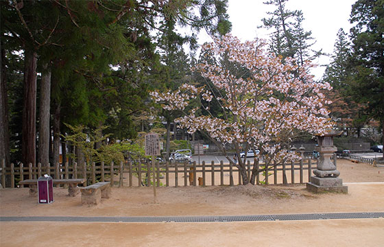 対面桜