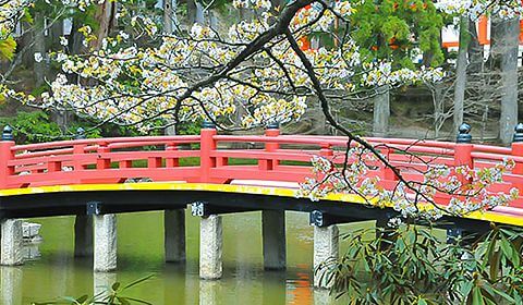 Hasu-ike (Lotus Pond) photo