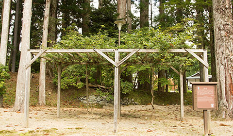 Sakasahi no Fuji (wisteria inversée) photo