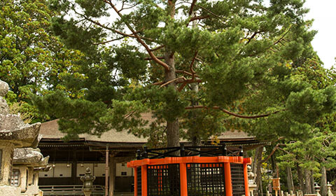 Sanko no Matsu (Trident Pine) photo