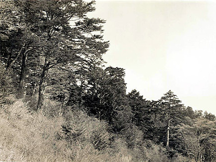 摩尼山の天然林