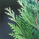 hinoki cypress