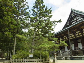 登天の松と杓子の芝