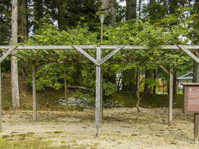 Sakasahi no Fuji (Inverted Wisteria)