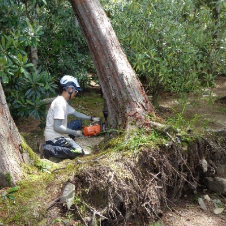 画像：金剛峯寺周辺の枯れた木の伐採の様子