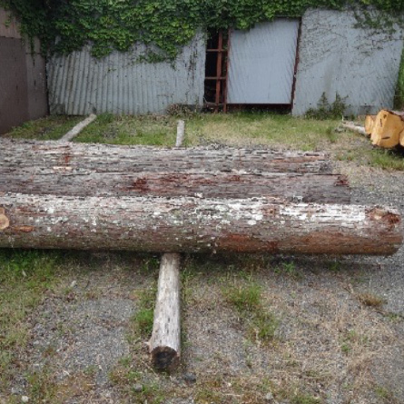 画像：伐採した木は待遇品の用材として利用するために大切に保管しています